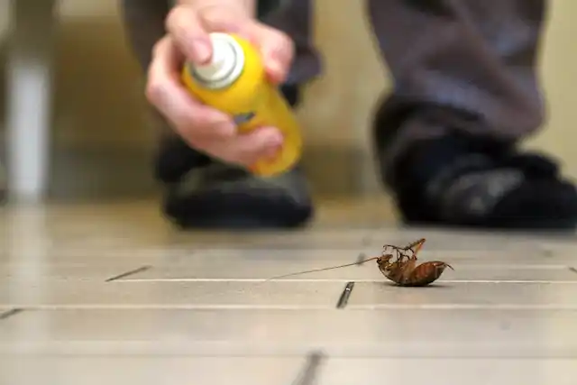 ongediertebestrijding Biervliet